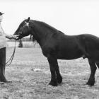 Alfred Bakken med hingst