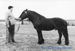 Alfred Bakken med hingst