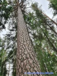 Kjempefuru